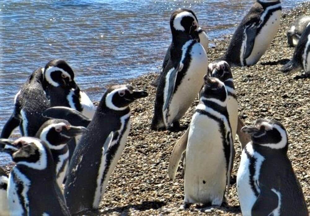 Pinguine